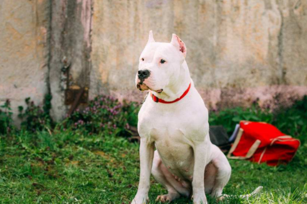 世界十大凶犬，第一比藏獒凶，斗牛梗上榜