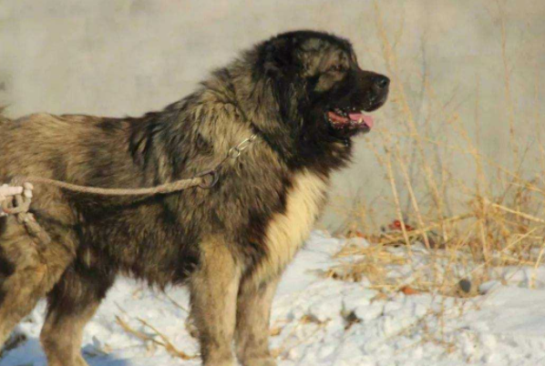世界十大凶犬，第一比藏獒凶，斗牛梗上榜