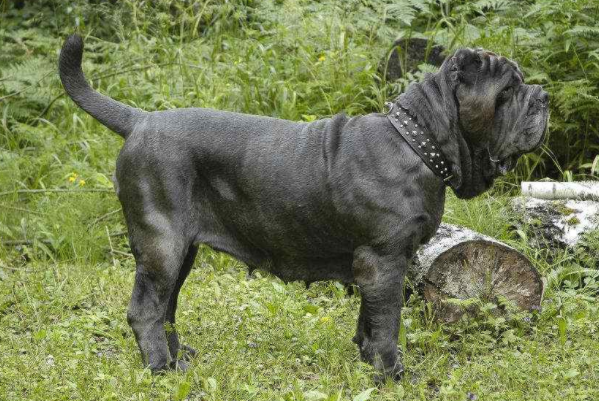 世界十大凶犬，第一比藏獒凶，斗牛梗上榜