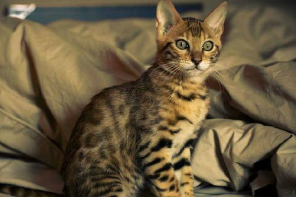 世界名贵猫咪排名前十，短毛猫上榜，第一我们养不起