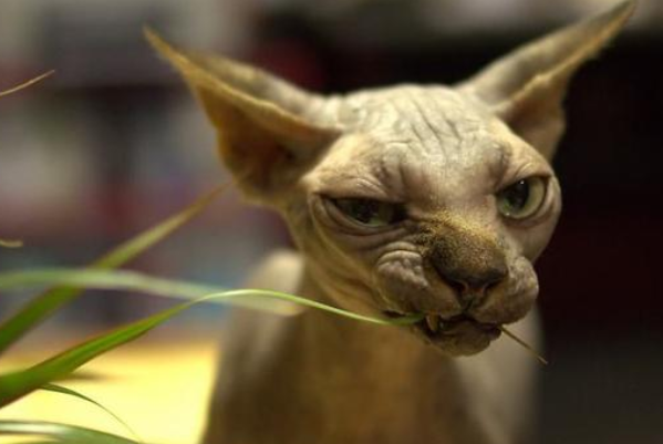 世界名贵猫咪排名前十，短毛猫上榜，第一我们养不起