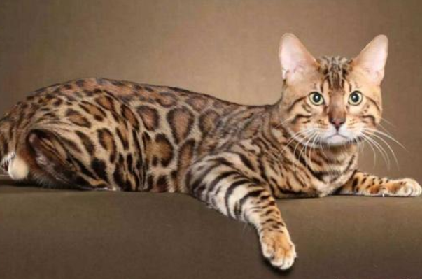 世界名贵猫咪排名前十，短毛猫上榜，第一我们养不起