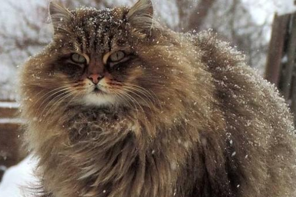 世界名贵猫咪排名前十，短毛猫上榜，第一我们养不起