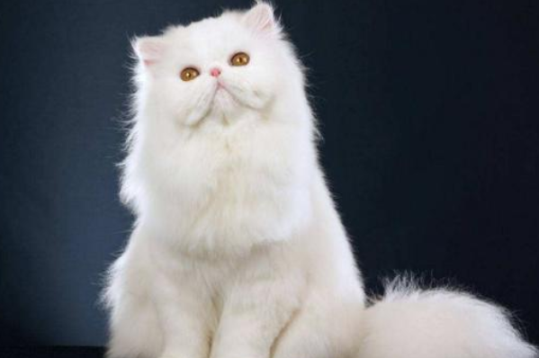 世界名贵猫咪排名前十，短毛猫上榜，第一我们养不起