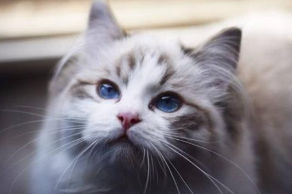 世界名贵猫咪排名前十，短毛猫上榜，第一我们养不起