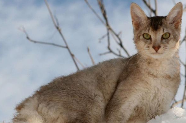 世界名贵猫咪排名前十，短毛猫上榜，第一我们养不起