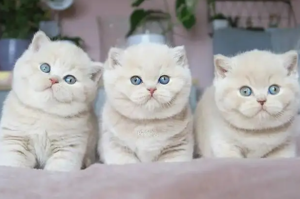 世界名贵猫咪排名前十，短毛猫上榜，第一我们养不起