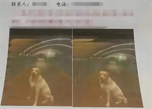 郑州一男子悬赏千万寻狗