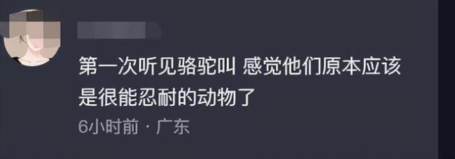 敦煌骆驼疑似被人骑死了！ 骆驼倒地累到痛苦哀嚎，景区已暂停此项目