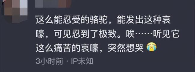 敦煌骆驼疑似被人骑死了！ 骆驼倒地累到痛苦哀嚎，景区已暂停此项目