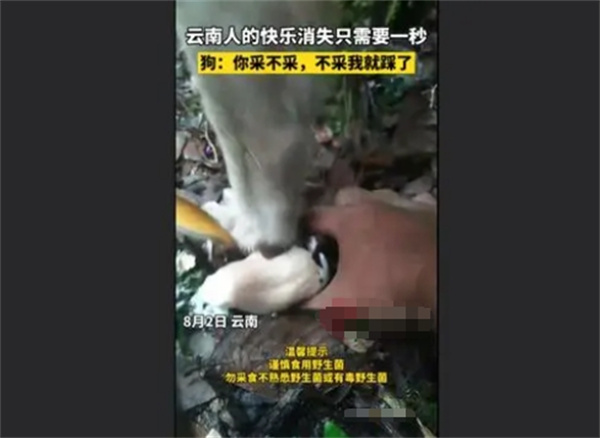 男子采菌子被截胡