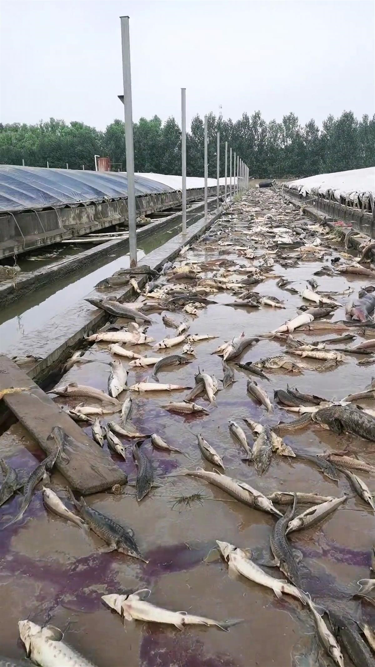洪水侵袭涿州