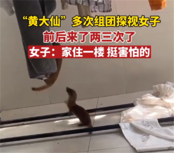 黄鼠狼多次闯入女子家中