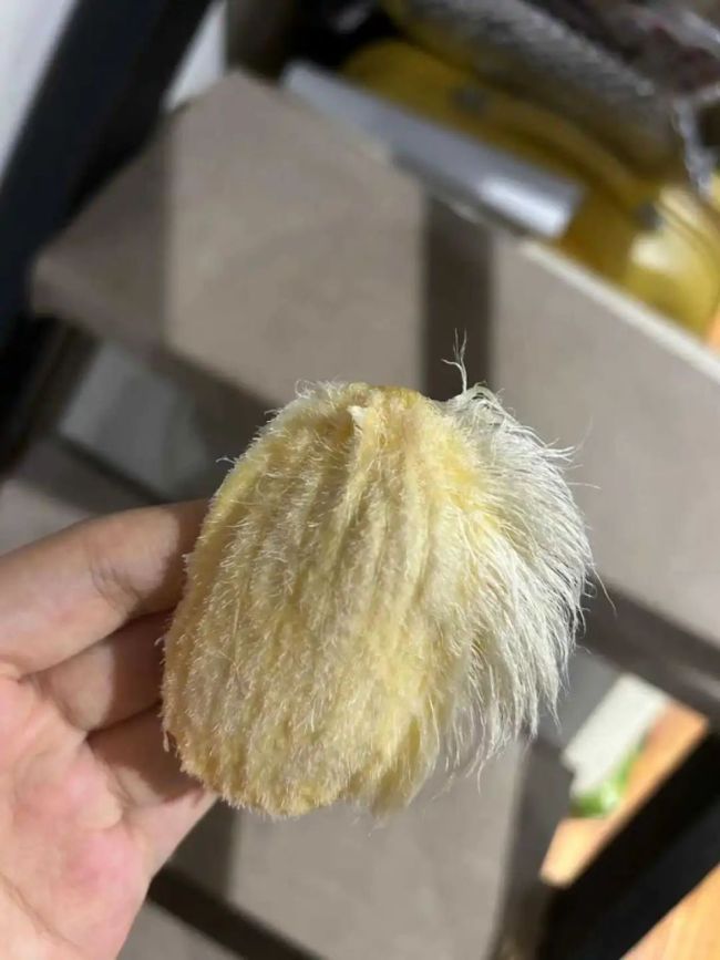 芒狗是什么梗 芒狗怎么做才能毛茸茸的