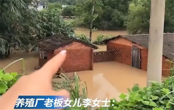 暴雨冲跑养殖场300条金鱼