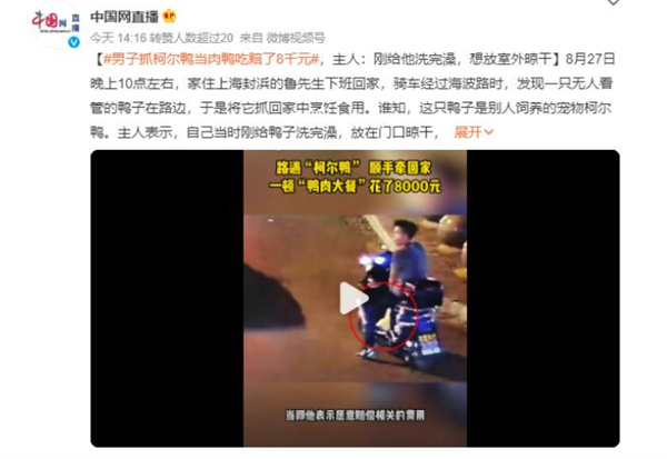 男子抓柯尔鸭当肉鸭吃赔了8千元