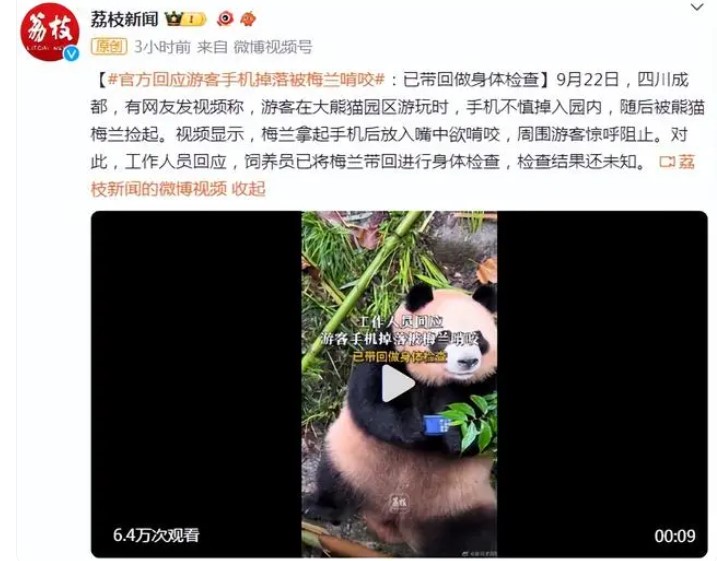 游客手机掉落大熊猫捡起来就啃