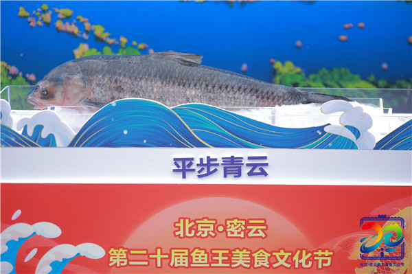 “金秋密云鱼悦飘香” 2023北京·密云第二十届鱼王美食文化节盛大开幕