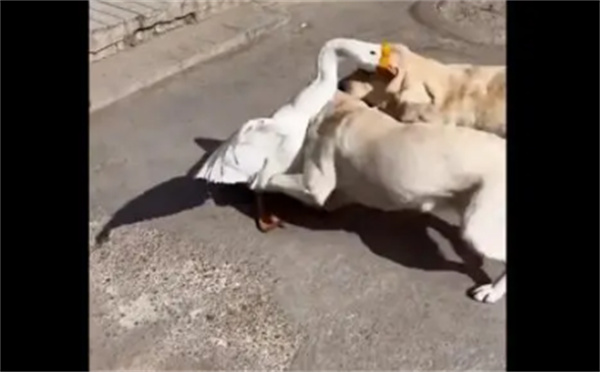 狗狗以多欺少撞飞大鹅
