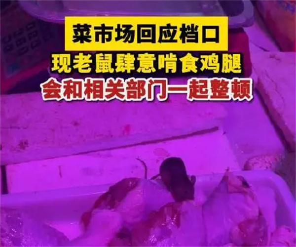 女子买菜看有老鼠狂啃食鸡腿 以下是出现老鼠原因