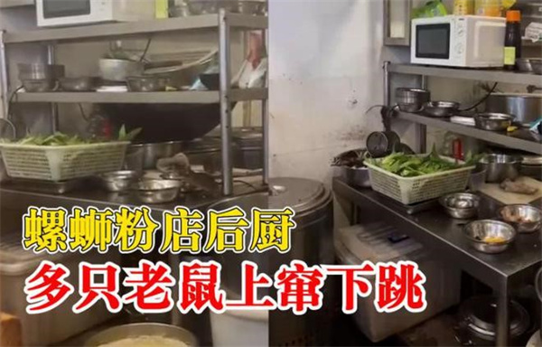 螺蛳粉店后厨老鼠狂窜 市监局通报看一点