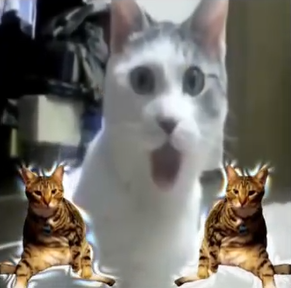娃娃丢原型小猫为什么叫娃娃丢 娃娃丢什么意思？娃娃丢为什么被骂？