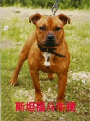 2023北京养犬规定公告 北京禁养犬名单最新