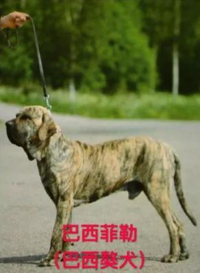 2023北京养犬规定公告 北京禁养犬名单最新