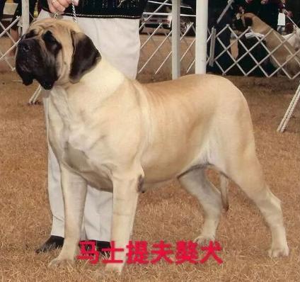 2023北京养犬规定公告 北京禁养犬名单最新