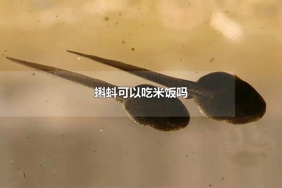 蝌蚪可以吃米饭吗 用手抓小蝌蚪危险吗