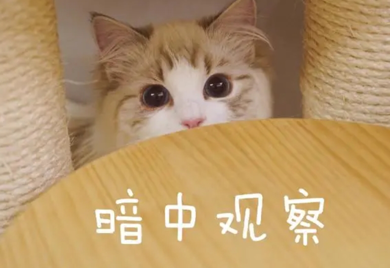May I love you什么梗 May I love you什么意思