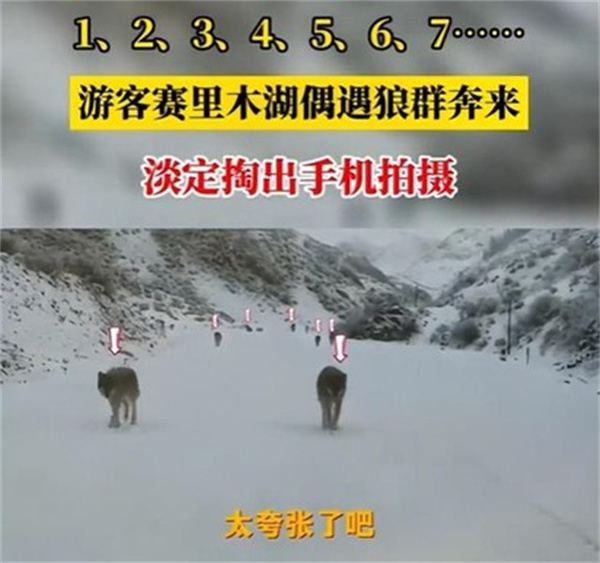 游客新疆偶遇狼群淡定拍照