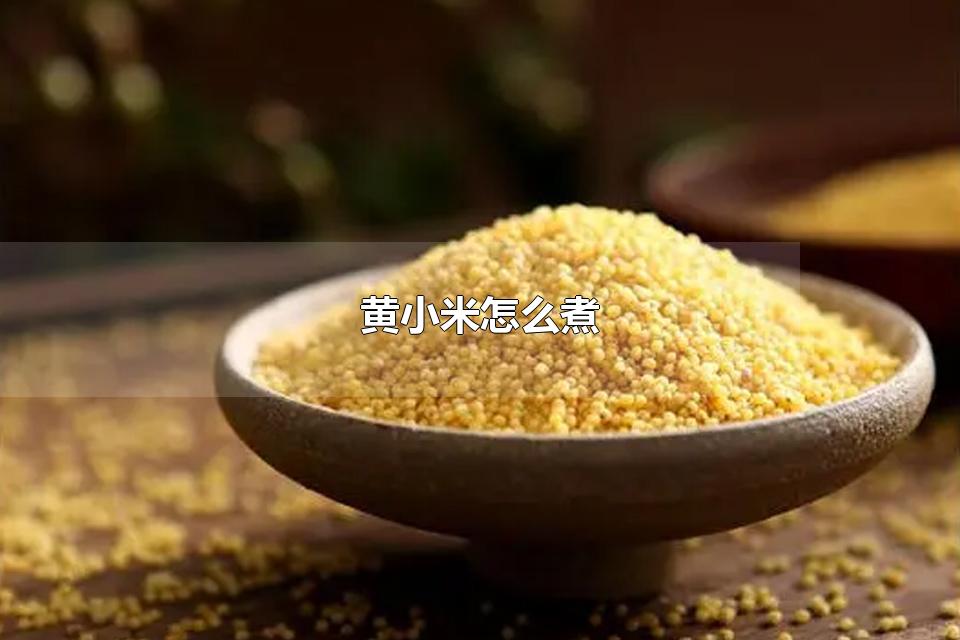 黄小米怎么煮 黄小米能天天吃吗