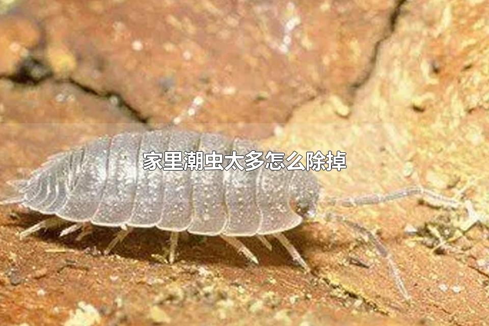 家里潮虫太多怎么除掉 潮虫为什么一到晚上出来