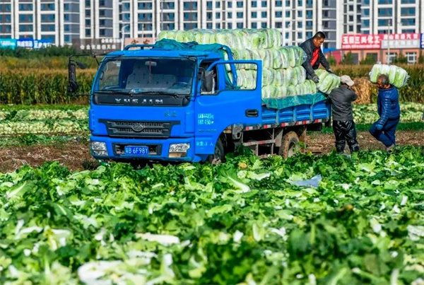 白菜批发价最低2毛一斤真的吗