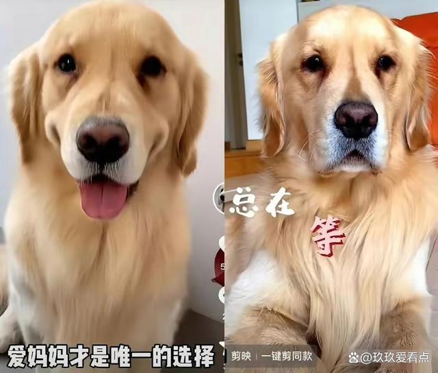 演员李勤勤收养周海媚爱犬墩墩：一定会替她把“毛孩子”照顾好！