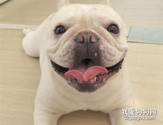 如何挑选法国斗牛犬？关键做好这6点！