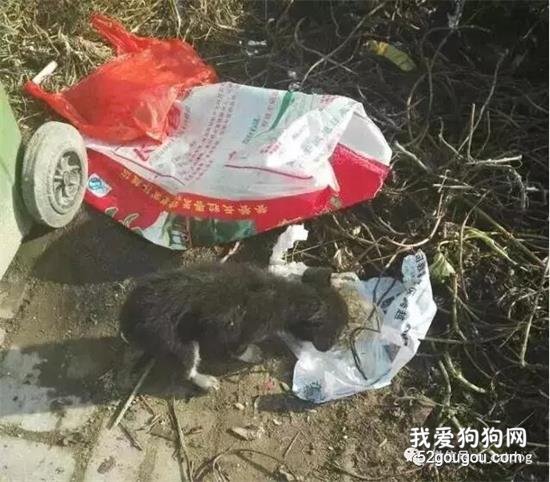 小黑狗守在垃圾桶跟前不愿离开