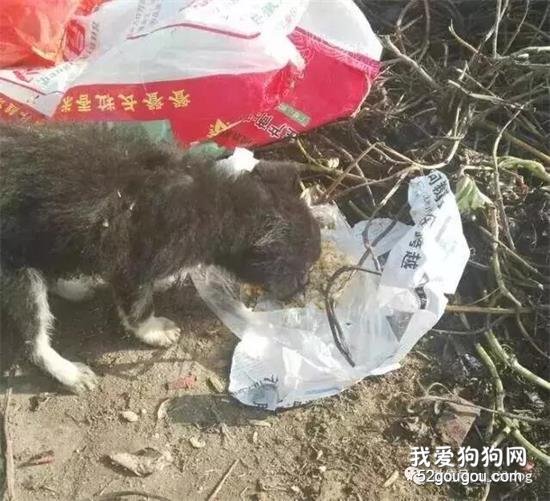 小黑狗守在垃圾桶跟前不愿离开