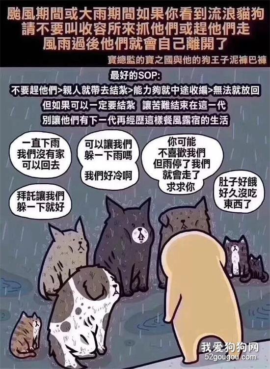 台风无情人有情，帮帮这些可怜的小生命吧…