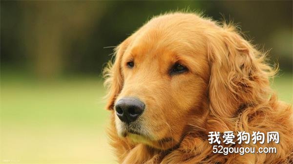 金毛犬一组萌图