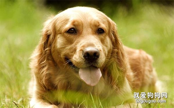 金毛犬一组萌图