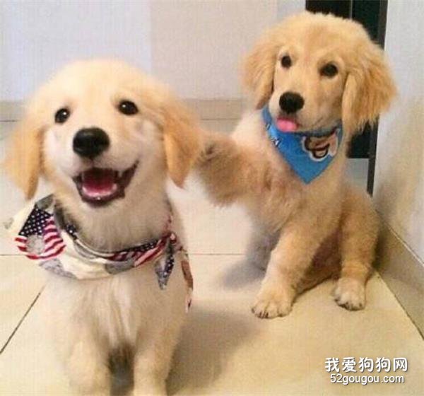 金毛犬一组萌图