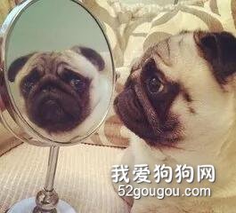 狗狗照镜子的时候,在想些什么?