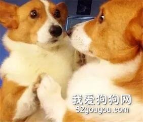 狗狗照镜子的时候,在想些什么?