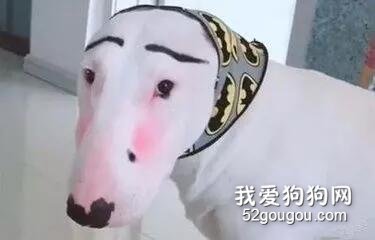 狗狗照镜子的时候,在想些什么?