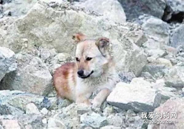 那些没有良心的人，你真的不如一条狗！