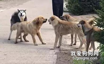 二哈和金毛跟一群田园犬吵起来了，而二哈果然