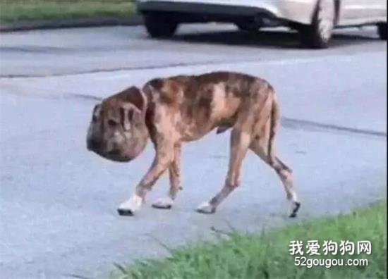 流浪狗被人打25抢,头部肿的像大饼,命垂一线之际...