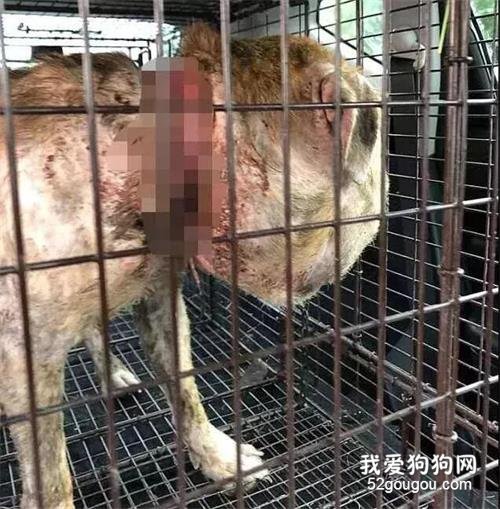 流浪狗被人打25抢,头部肿的像大饼,命垂一线之际...